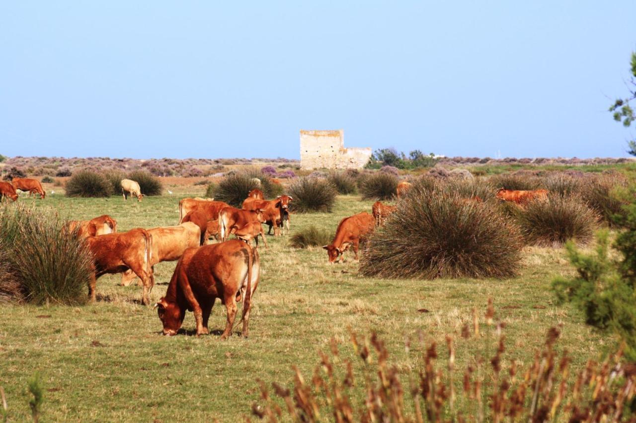 Herdade Dos Salgados Do Fialho Φάρο Εξωτερικό φωτογραφία