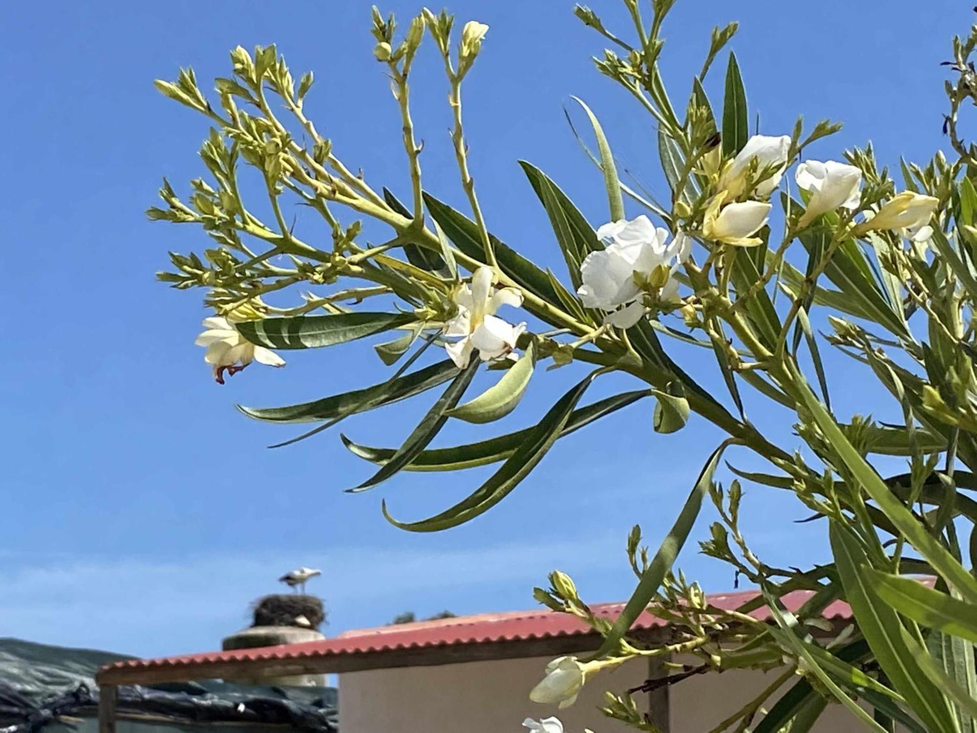 Herdade Dos Salgados Do Fialho Φάρο Εξωτερικό φωτογραφία